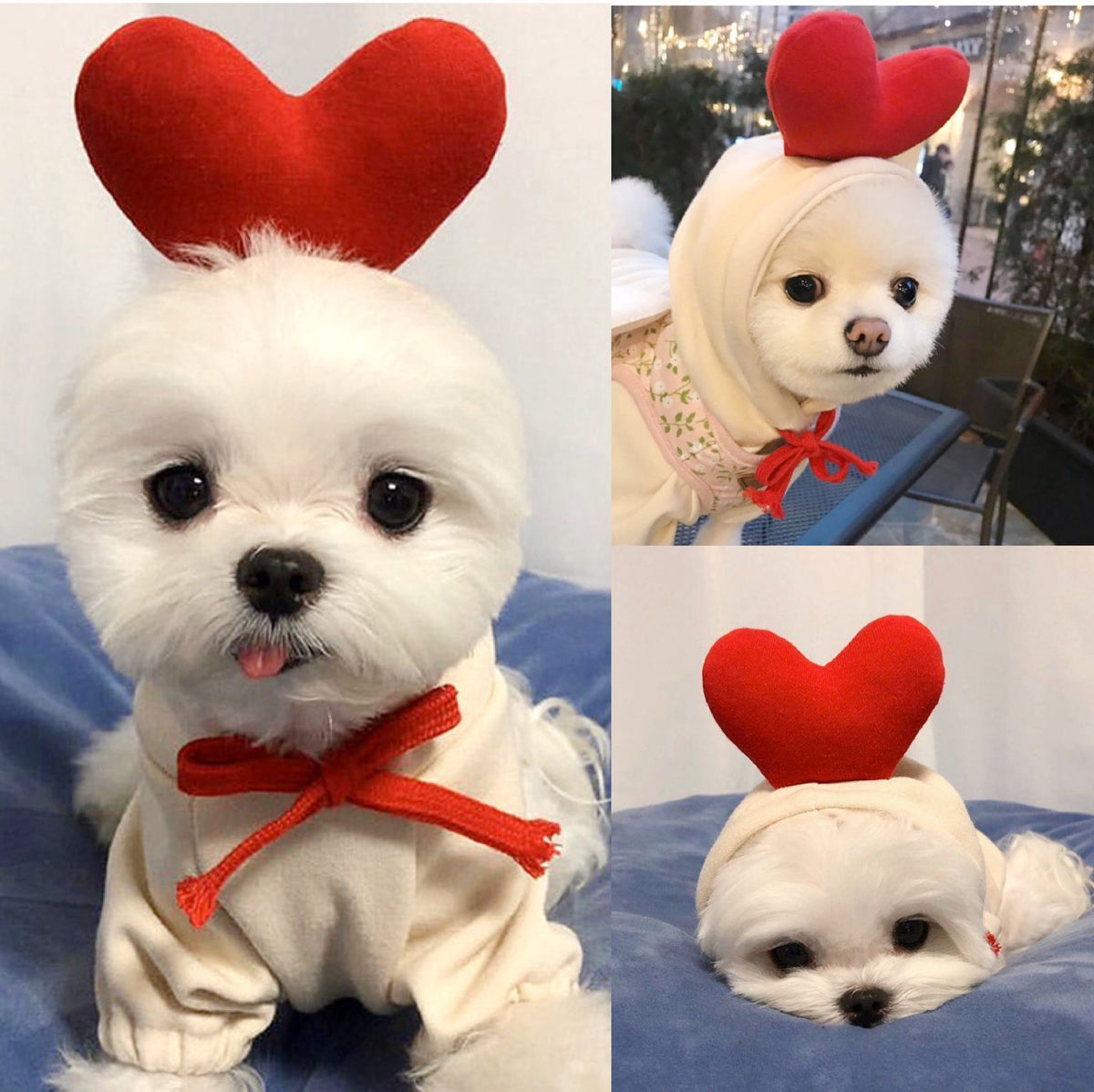 Fruit dog hoodie styles: frog, banana, carrot, heart and more