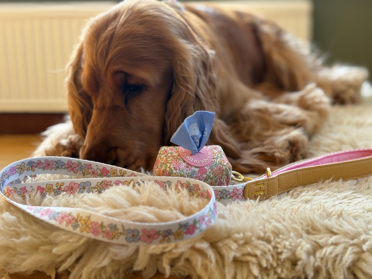 Red cocker spaniel on a sheepskin rug beside the floral lead and poop bag holder