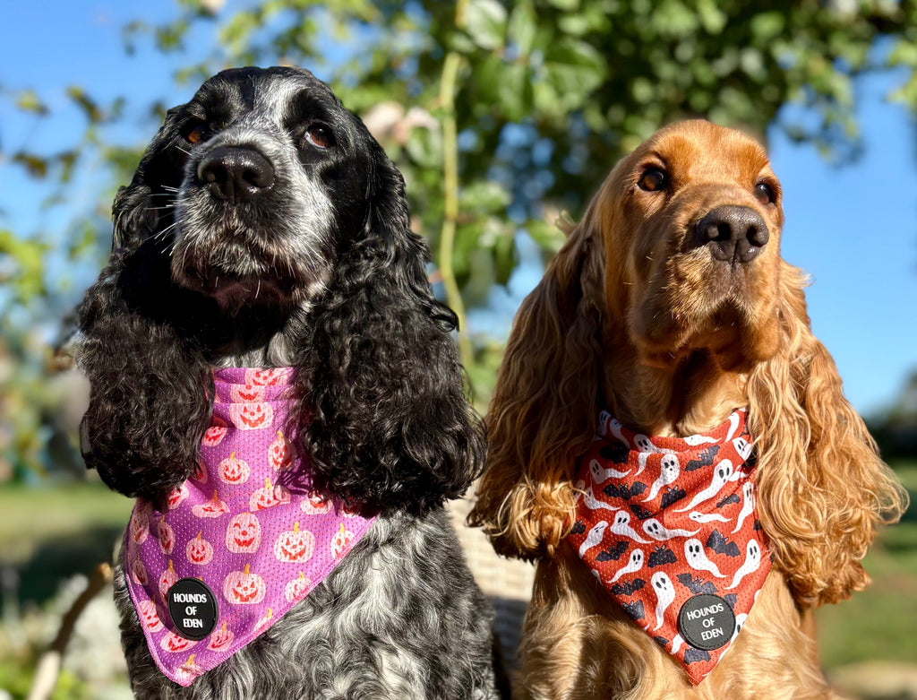 Halloween bandana for dogs