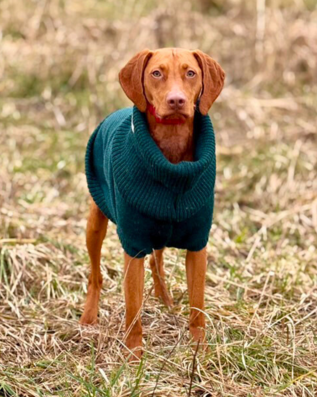 Vizsla in a forest green wool jumper standing in long grass