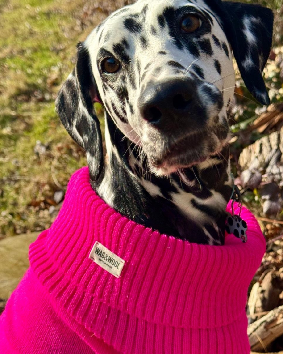 Close-up of a Dalmatian in a bright pink wool roll-neck jumper