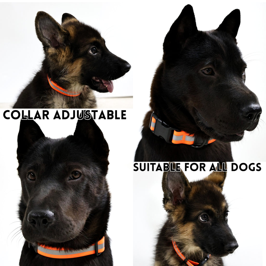 German shepherds wearing matching orange reflective collars