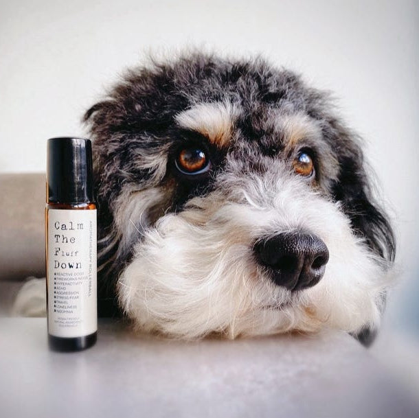 Fluffy black and white dog resting its chin beside a 10ml aromatherapy rollerball