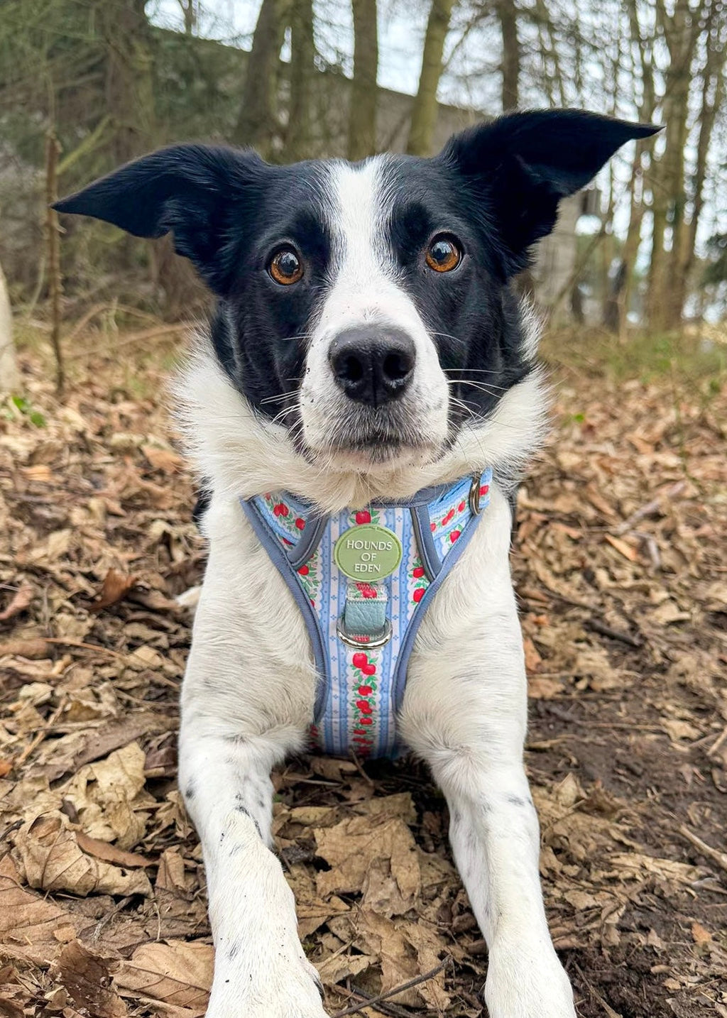 Black and white collie lying in autumn leaves wearing the apple print harness