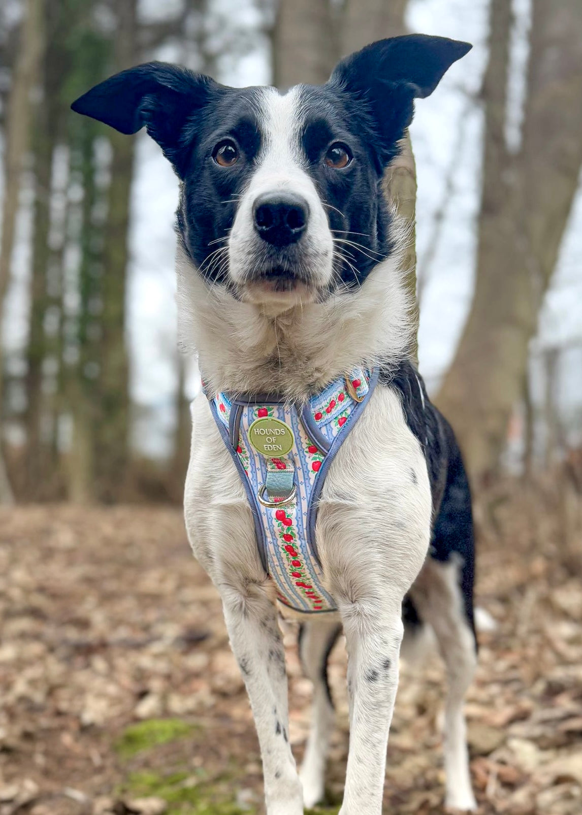 Black and white collie in the woods wearing the blue and red apple print harness