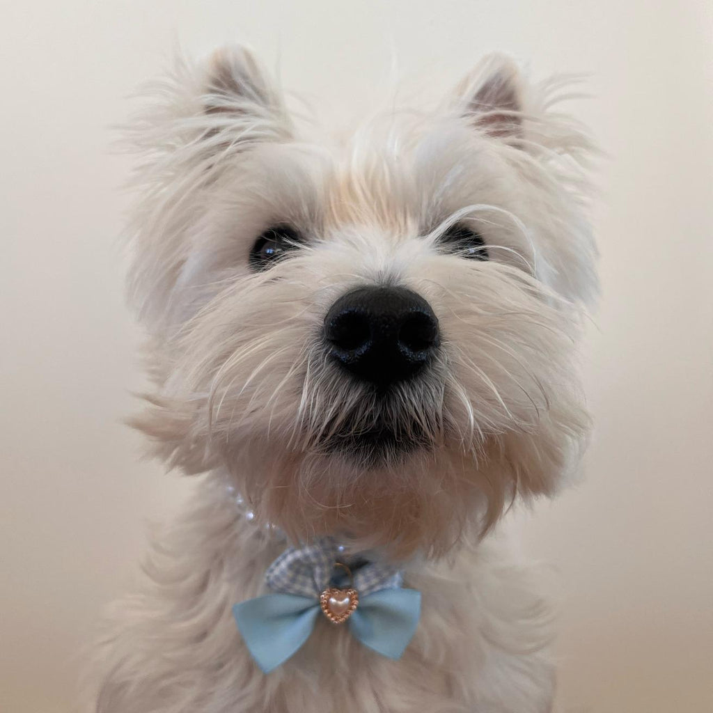 Lavender Pearl Pet Necklace with Bow & Heart Charm – For Small Dogs & Cats