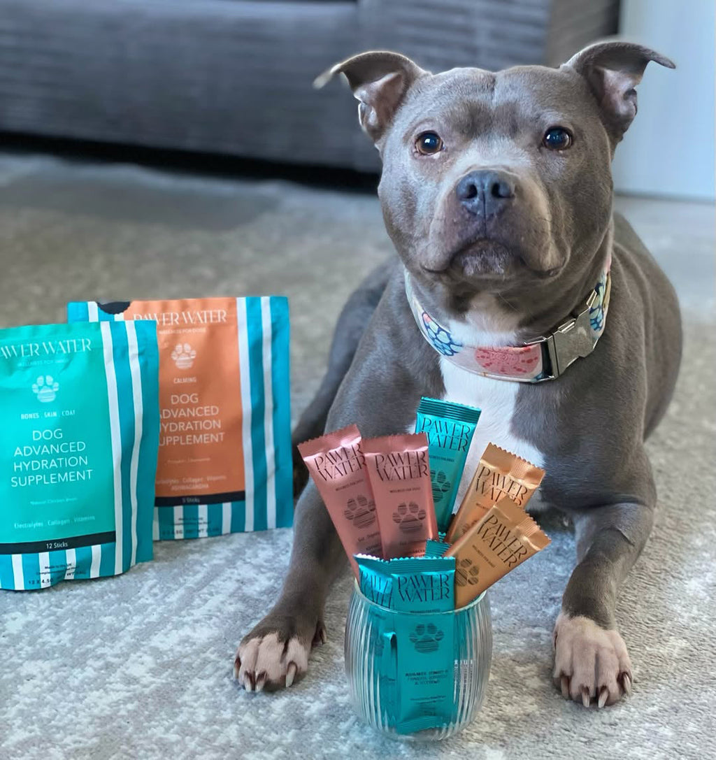Grey Staffordshire Bull Terrier sitting beside Pawer Water pouches and a glass of sticks