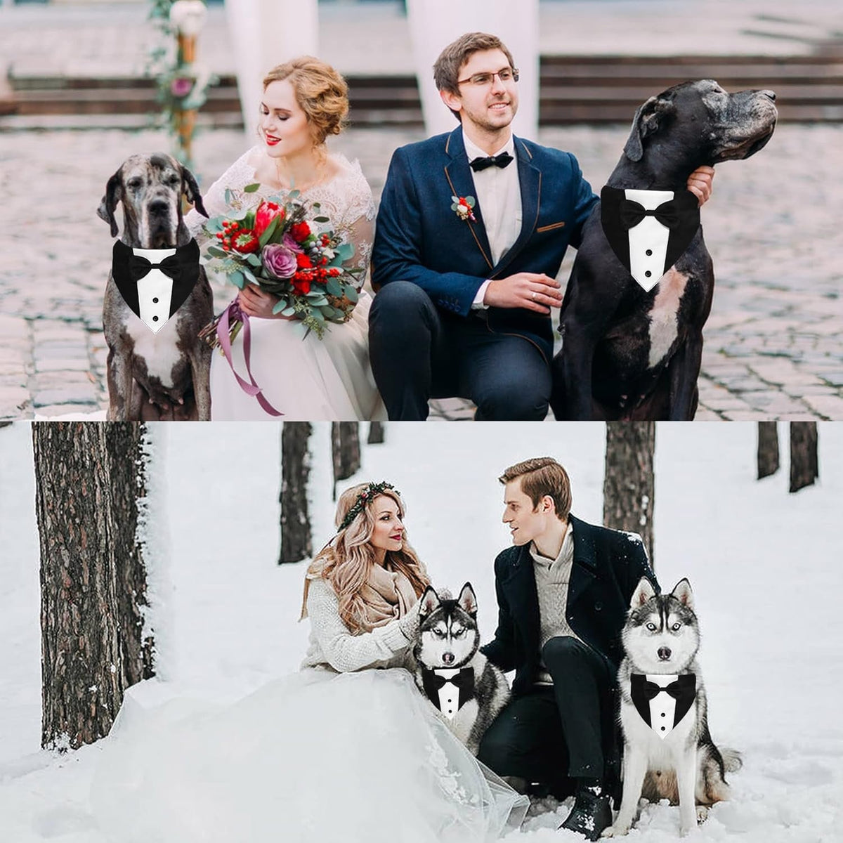 Great Danes and huskies wearing tuxedo bandanas with wedding couples