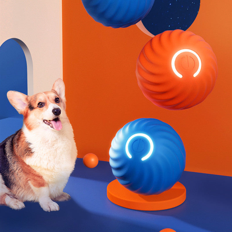 Corgi with orange and blue jumping balls on a blue stage