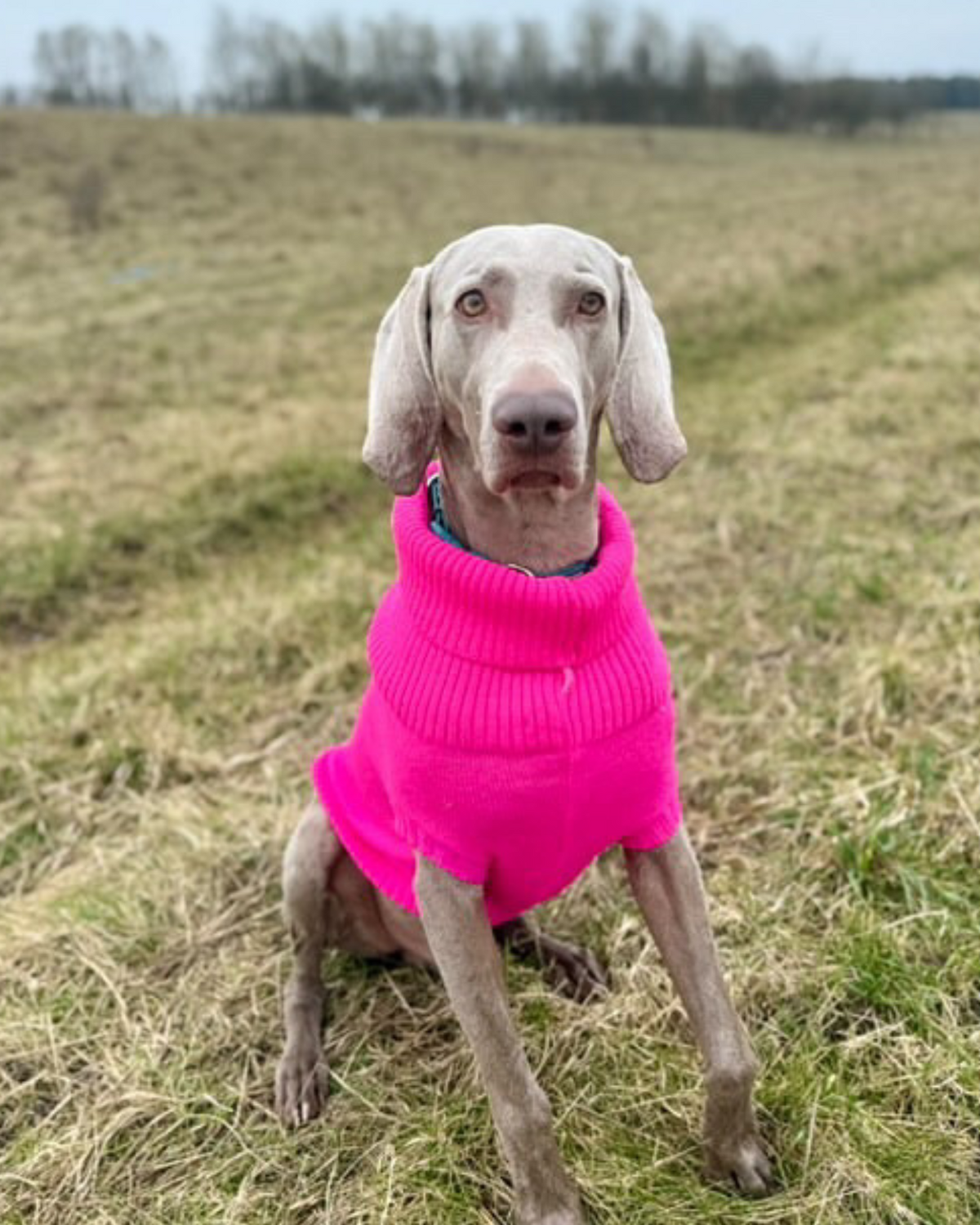 Weimaraner in a bright pink wool jumper sitting in a field