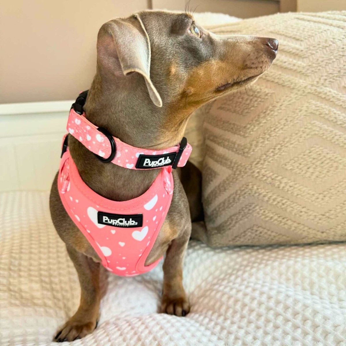 Silver dachshund on a bed wearing the Peachy Hearts Dog Collar with a matching pink heart harness