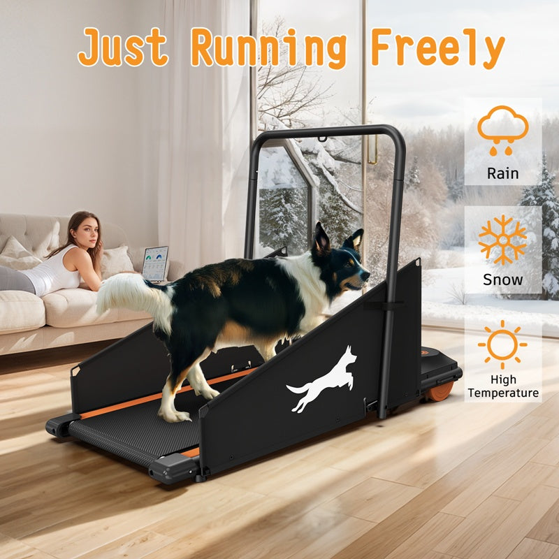 Border collie running on the dog treadmill indoors while it snows outside