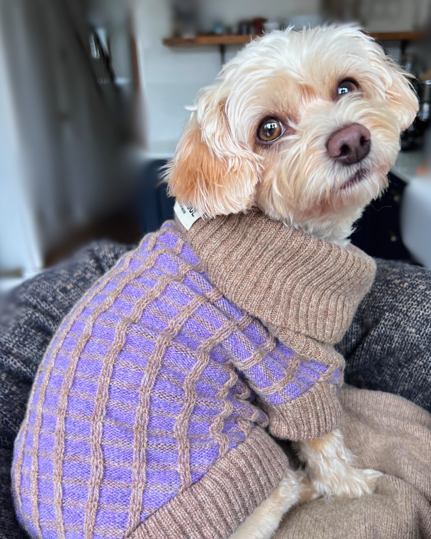 Fluffy cream dog in a purple and taupe merino jumper on its owner's lap