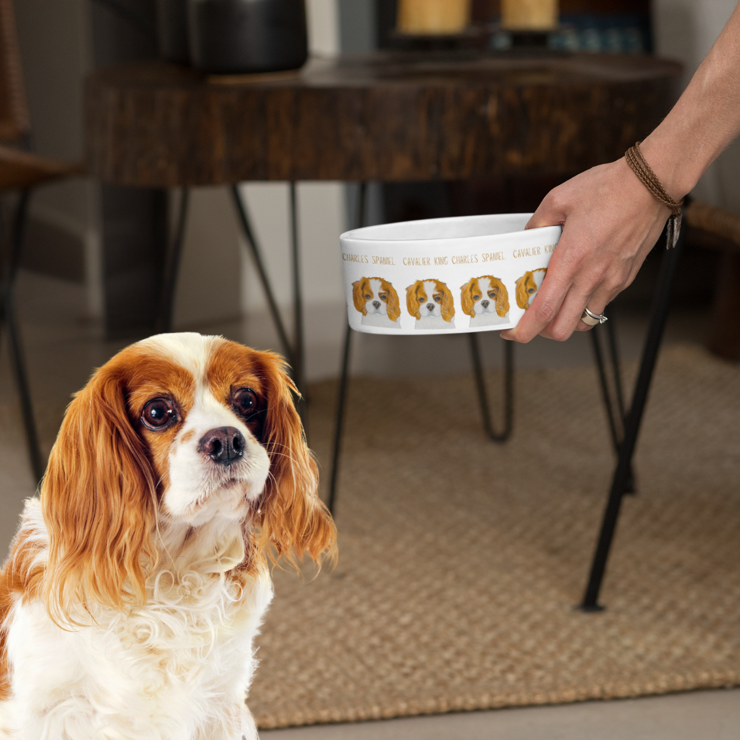 Blenheim Cavalier King Charles Spaniel waiting as a hand lowers the Cavalier ceramic bowl at home