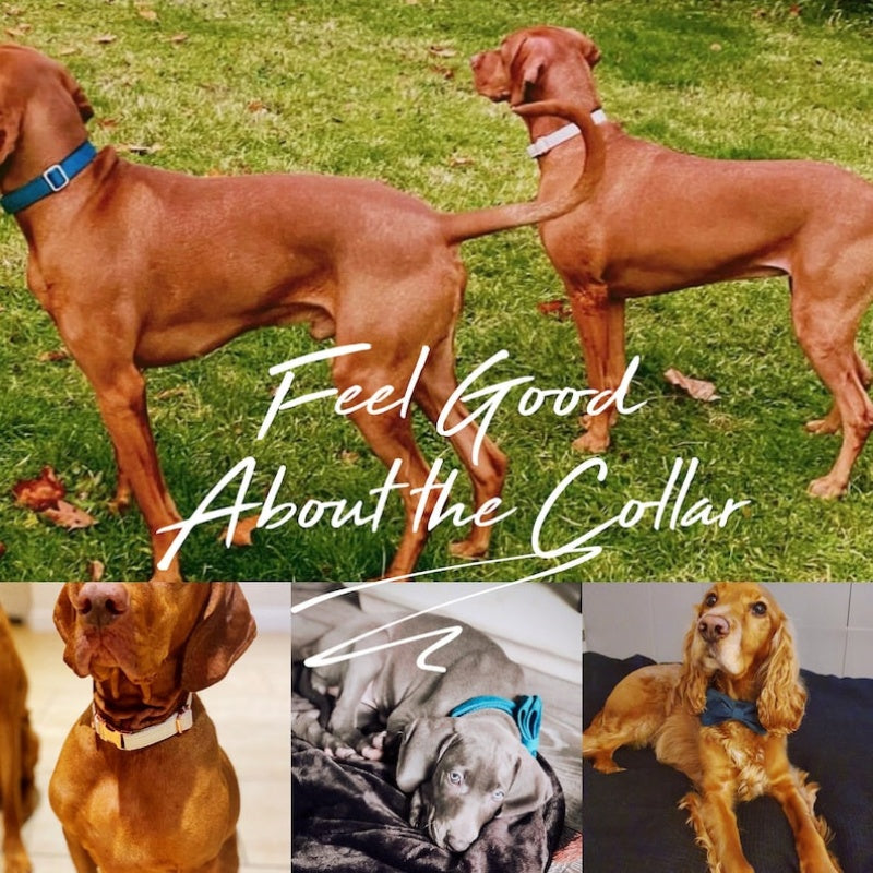 Dogs wearing soft velvet collars outdoors