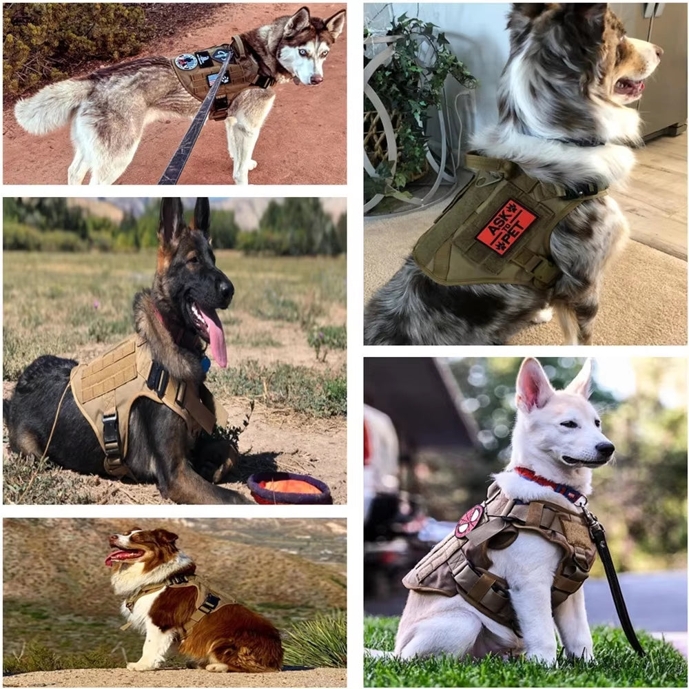 Dogs wearing tactical harnesses outdoors in different colours