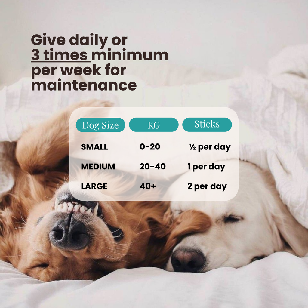 Two golden dogs asleep under a white blanket with a serving guide by size