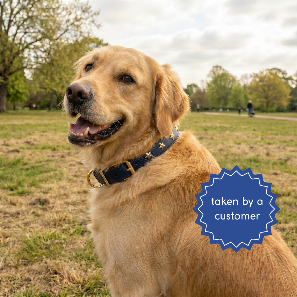 Golden retriever in a park wearing a navy leather collar with gold star studs