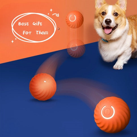 Corgi playing with orange and blue bouncing balls