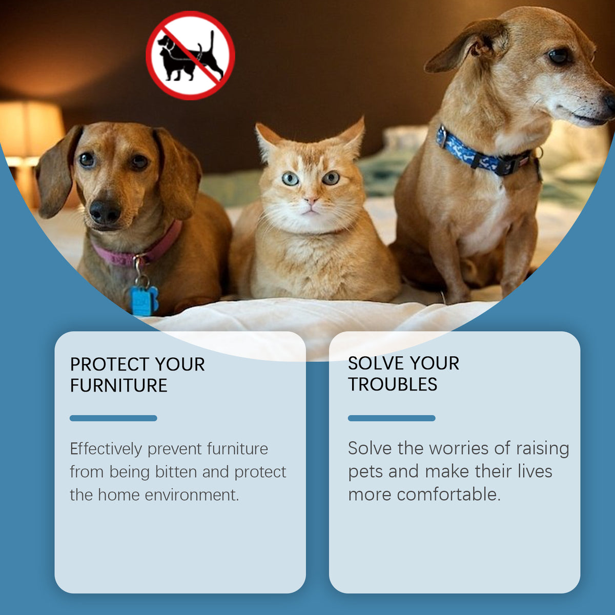 Two dogs and a ginger cat sitting together on a bed