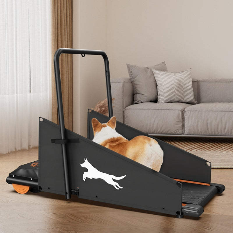 Corgi on the dog treadmill in a bright living room