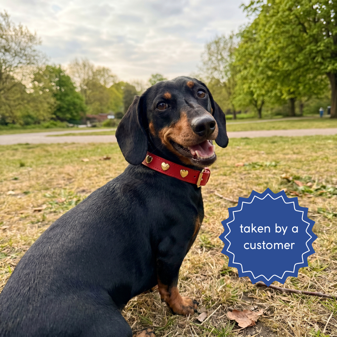 Black and tan dachshund in a park wearing a red leather collar with gold heart studs