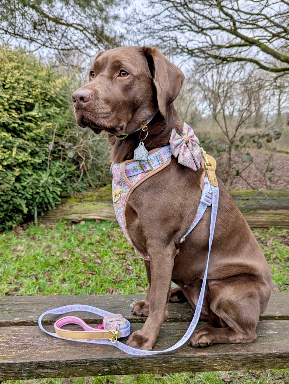Chocolate Labrador on a garden bench wearing pastel floral harness, bow and lead
