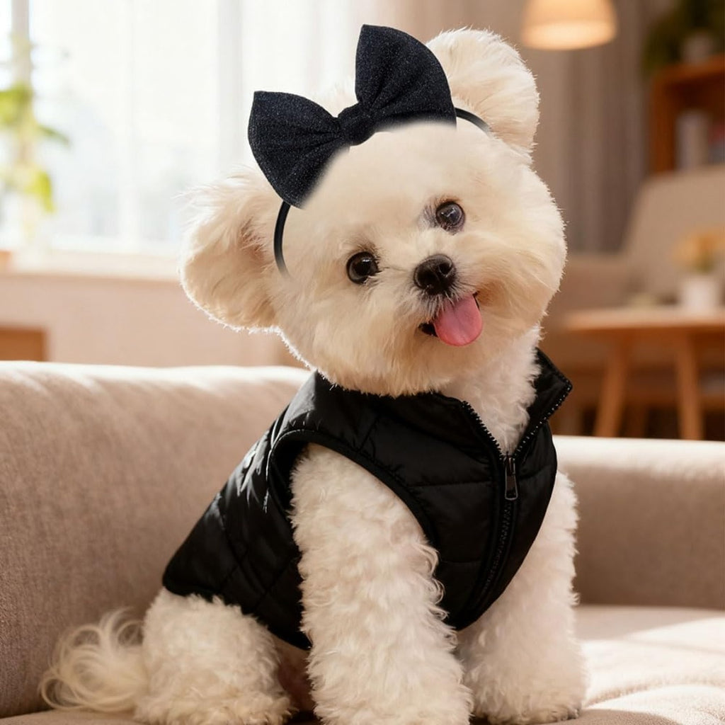 White fluffy dog in a black gilet wearing a black bow headband