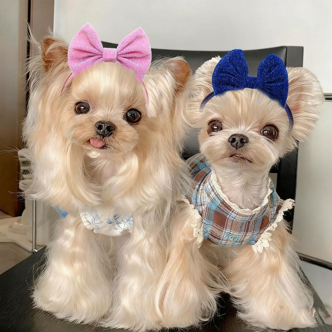 Two long-haired small dogs wearing pink and navy bow headbands