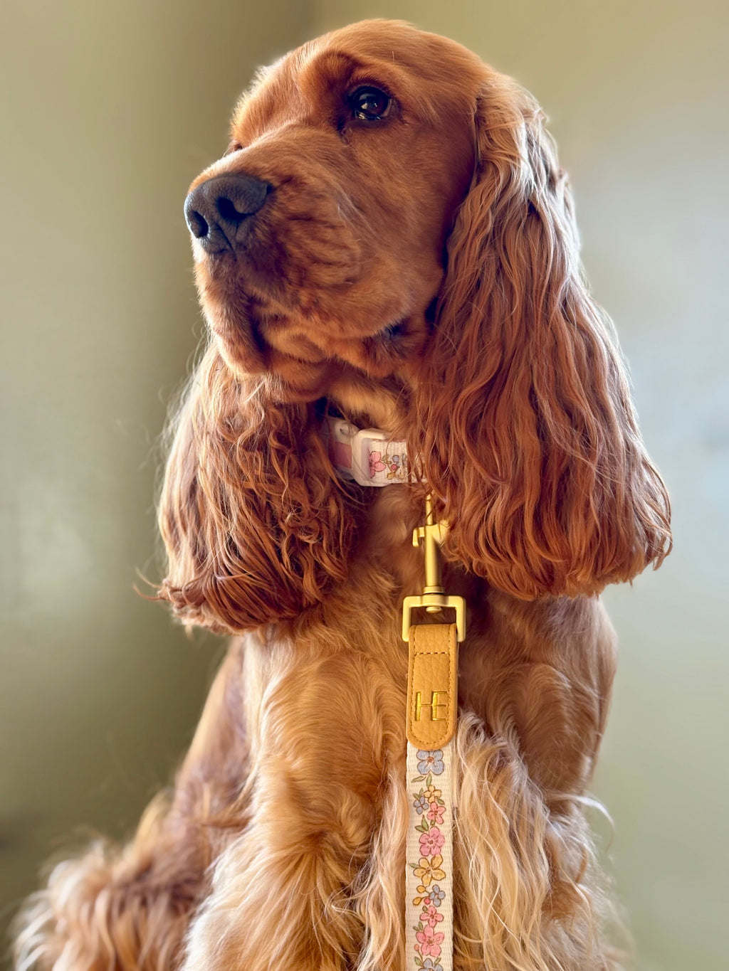 Red cocker spaniel with the pastel floral lead clipped to its collar