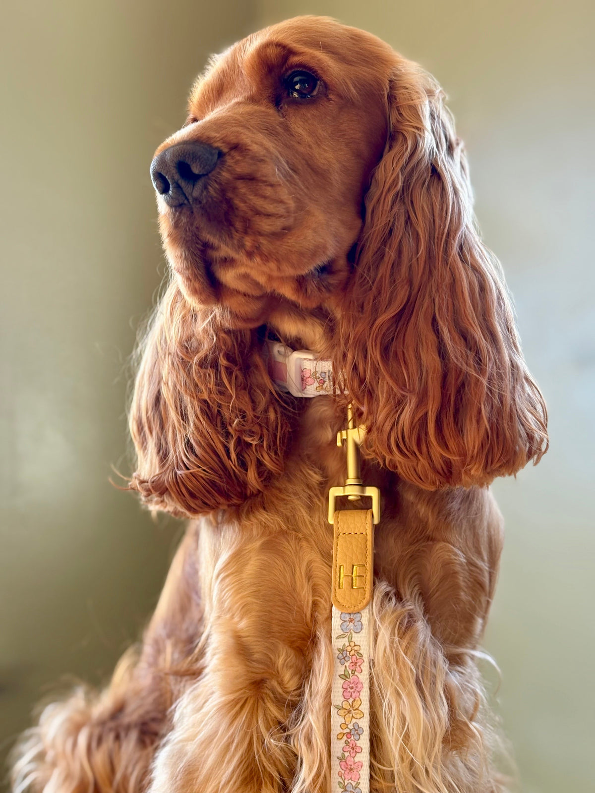 Red cocker spaniel with the pastel floral lead clipped to its collar