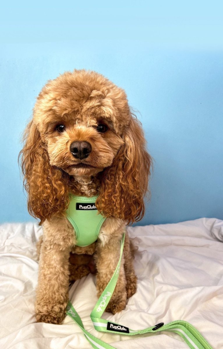 Cockapoo on a bed wearing a mint harness with the Pastel Green Stripe Dog Lead