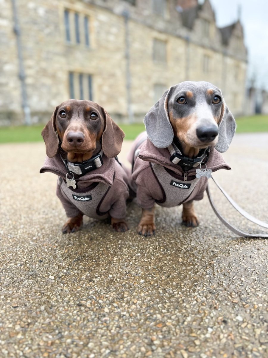 Two dachshunds in brown tweed collars and harnesses outside a stone building