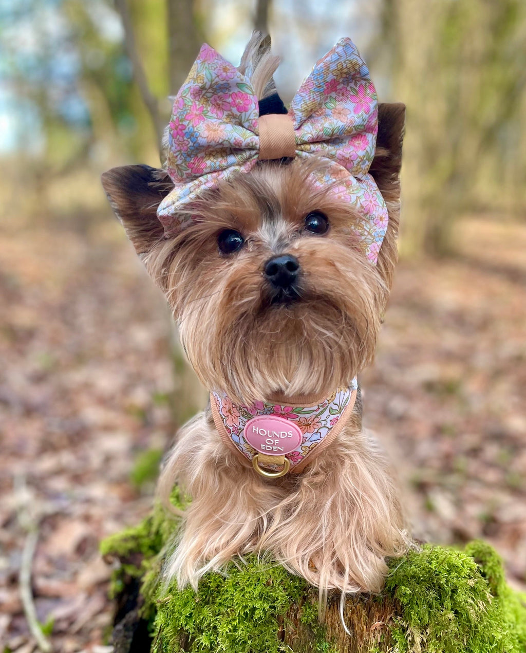 Yorkshire terrier in a matching pastel floral collar and bow, sitting in woodland