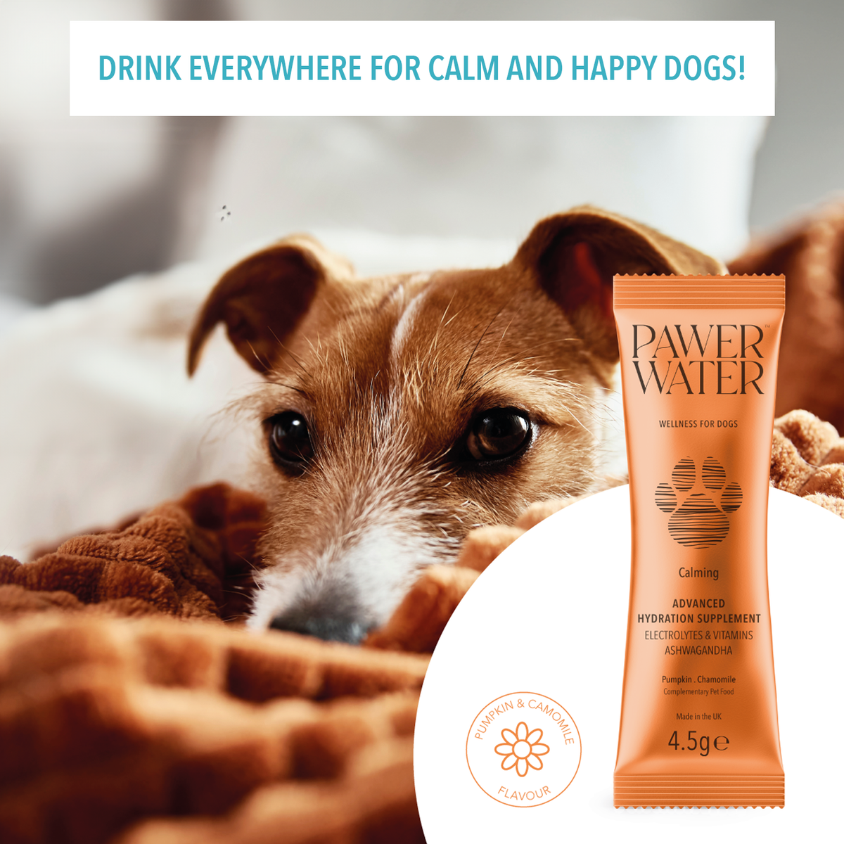 Jack Russell resting on a brown blanket beside an orange Calming stick
