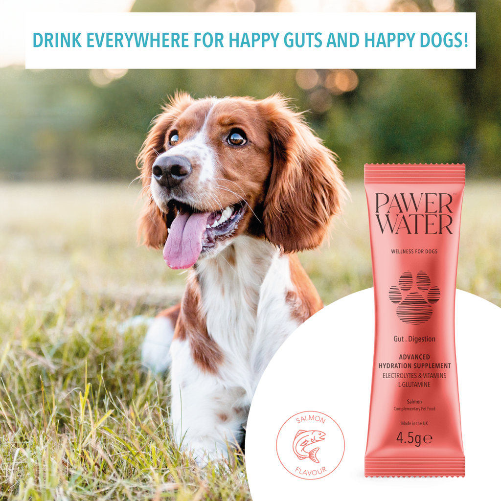 Springer Spaniel in a field beside a coral Pawer Water Gut stick