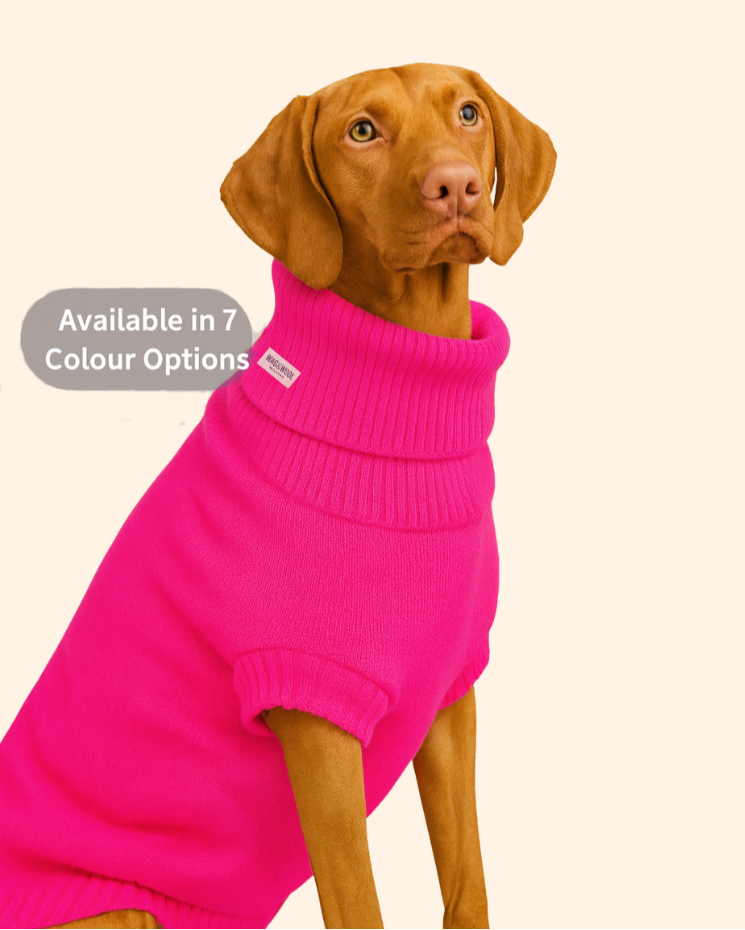 Vizsla in a bright pink roll-neck wool jumper