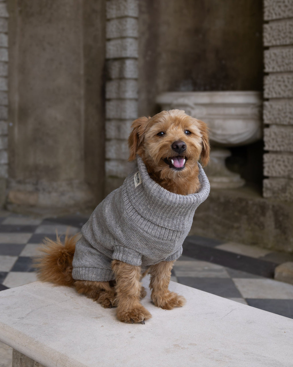 Golden dog in a grey wool jumper sitting on a stone bench