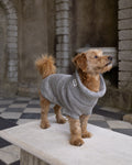 Golden terrier-cross dog in a grey wool jumper standing on a stone bench