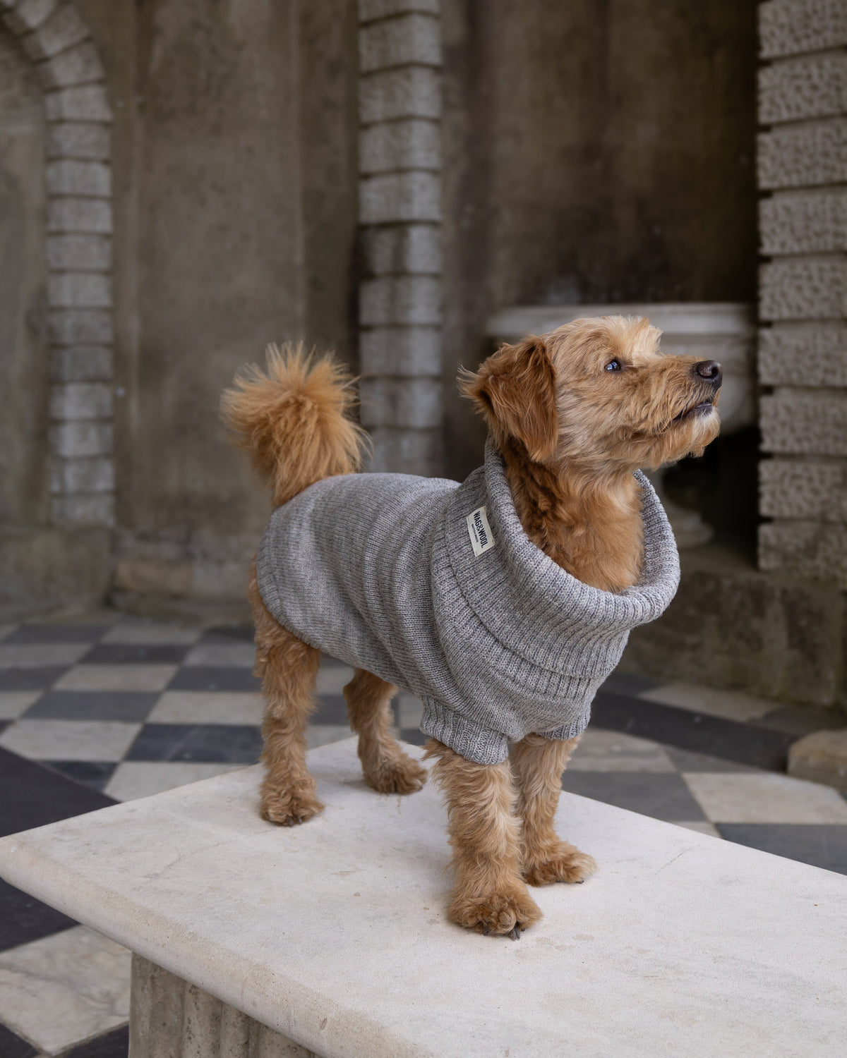Golden terrier-cross dog in a grey wool jumper standing on a stone bench