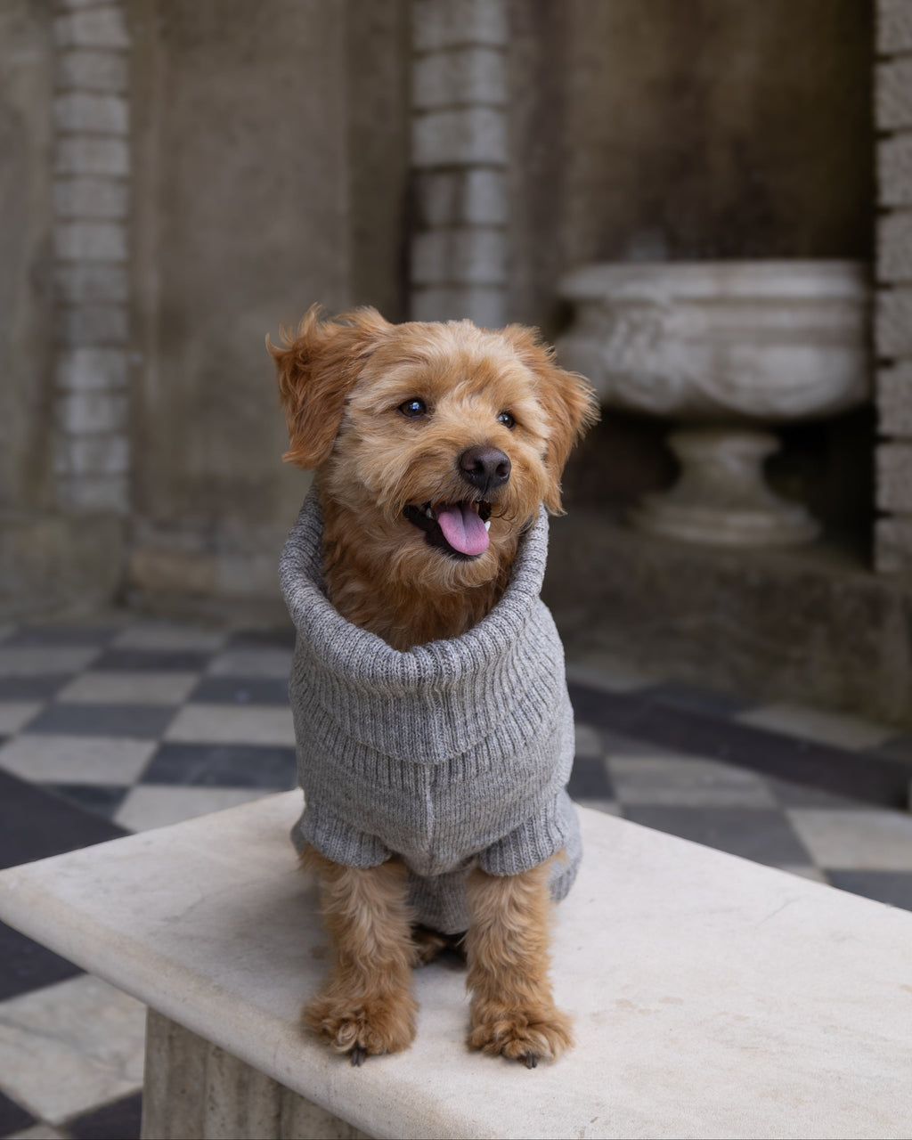 Happy golden dog in a grey wool roll-neck jumper on a stone bench