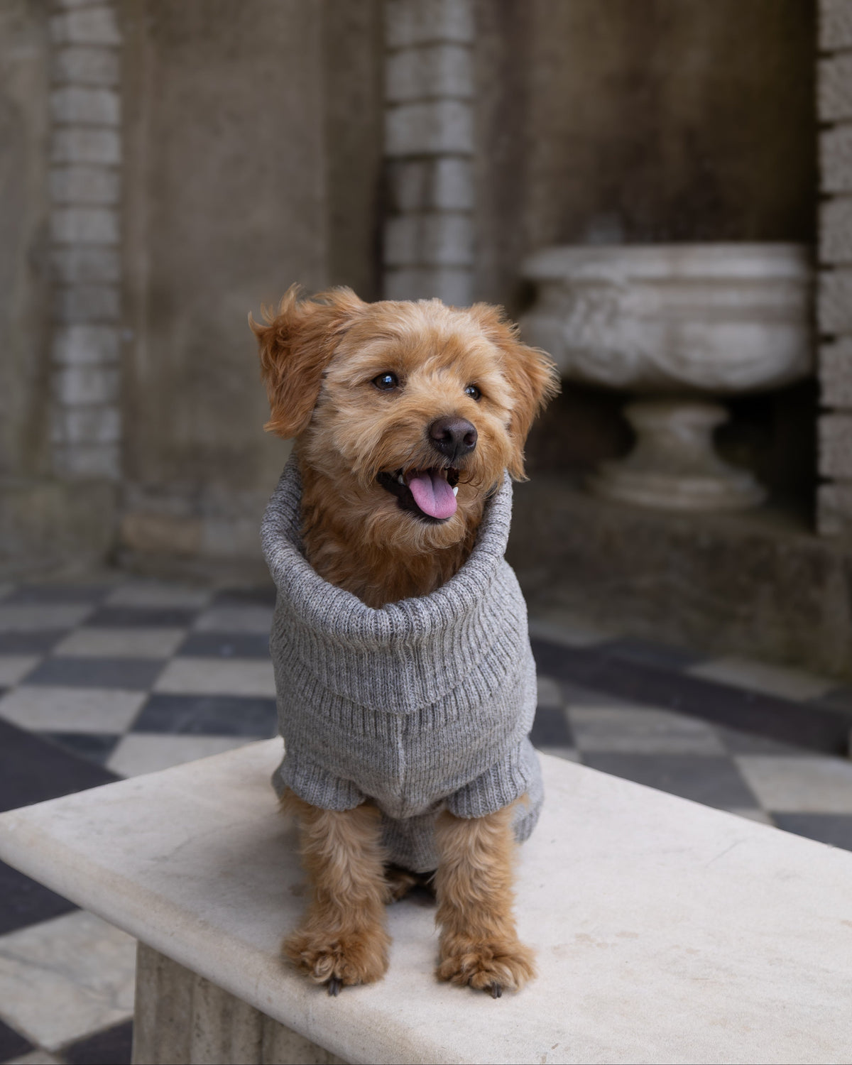 Happy golden dog in a grey wool roll-neck jumper on a stone bench