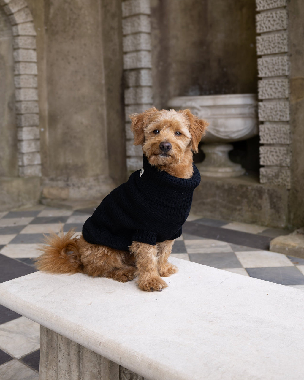 Golden dog in a black wool roll-neck jumper sitting on a stone bench