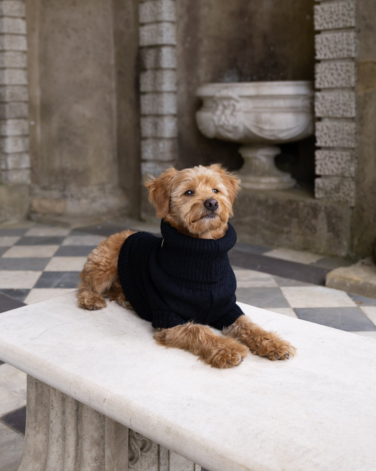 Golden terrier-cross dog lying on a stone bench in a black wool jumper