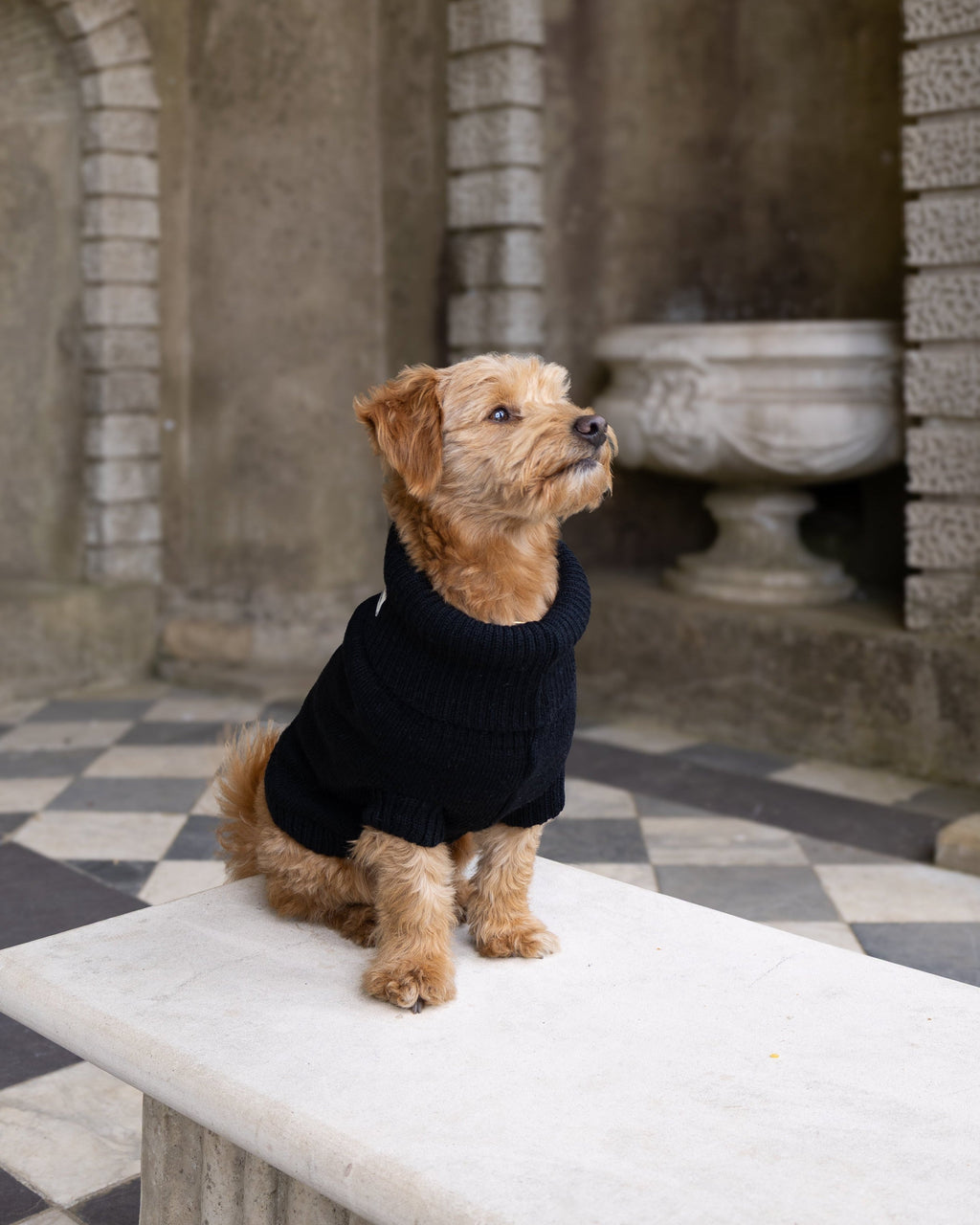 Golden dog in a black wool jumper sitting on a stone bench, looking up