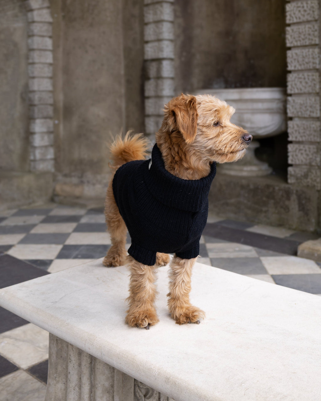 Golden dog standing on a stone bench in a black wool jumper