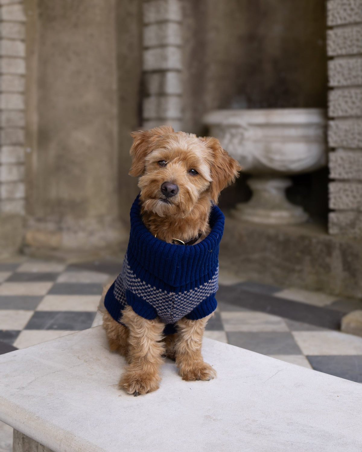 Golden terrier-cross dog in a navy check merino jumper on a stone bench