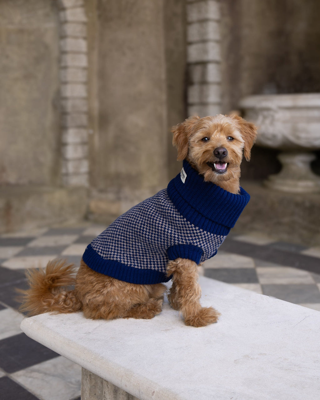 Happy golden dog in a navy check merino jumper sitting on a stone bench