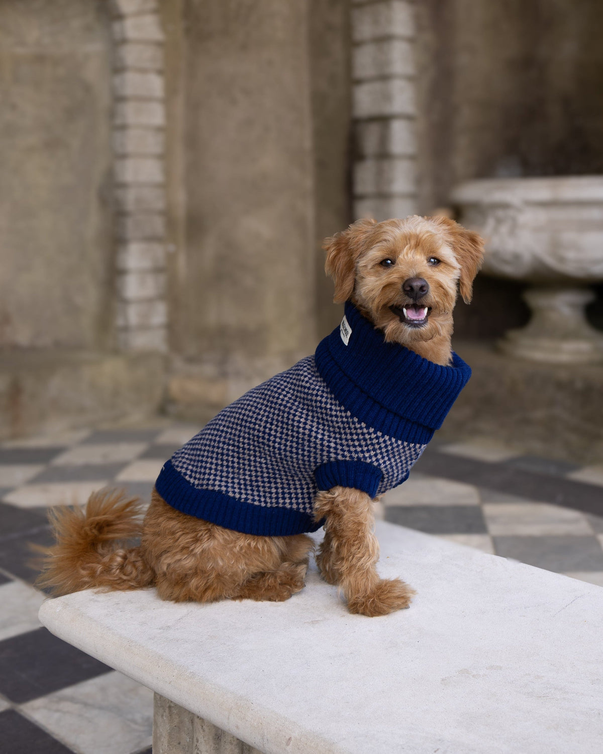Happy golden dog in a navy check merino jumper sitting on a stone bench