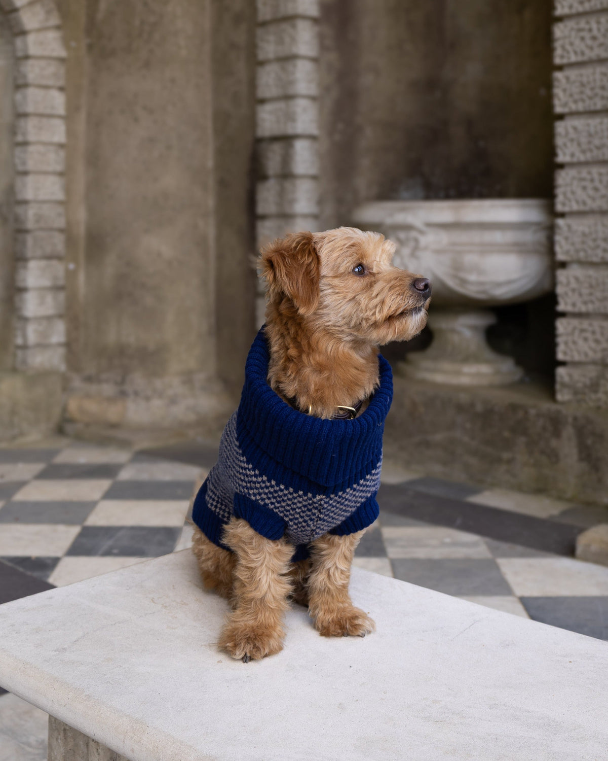 Golden dog in a navy check merino jumper looking to the side